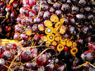 Unilever, RB and P&G accused of using palm oil sourced by child labour