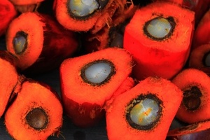 Unilever resumes business with estranged palm oil supplier IOI 
