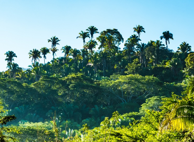 Unilever wants to make sustainable palm oil mainstream 
