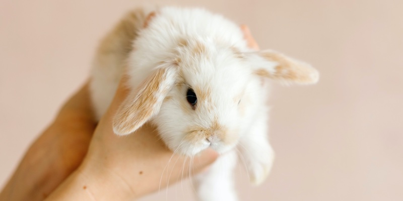 Unilever weighs in on ‘backwards slide’ in animal testing 
