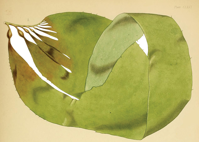 Unlocking the anti-pollution power of giant kelp