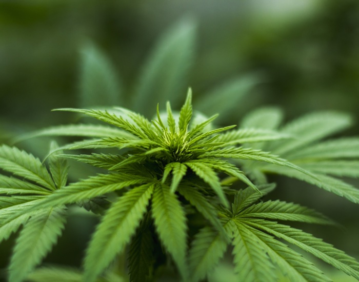 US CBD market to reach $5bn by end of 2019