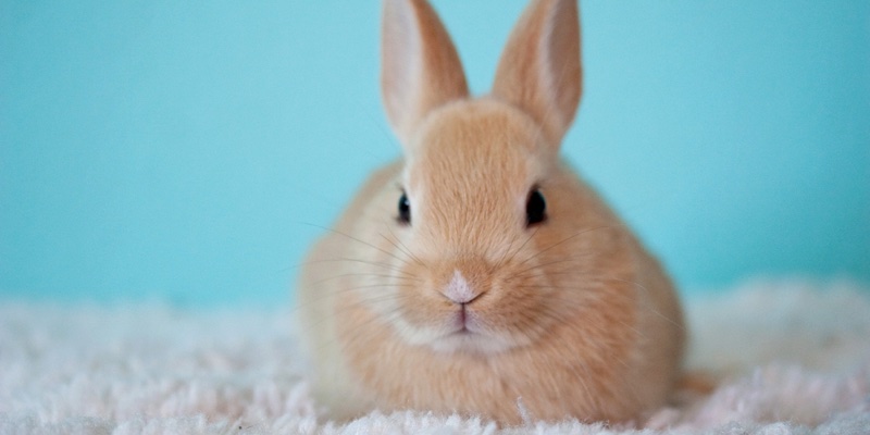 US steps closer to animal ban with Humane Cosmetics Act reintroduction