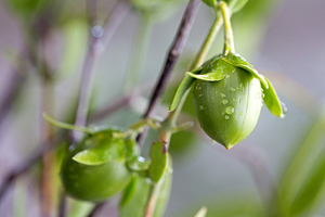 Vantage continues to secure global Jojoba position