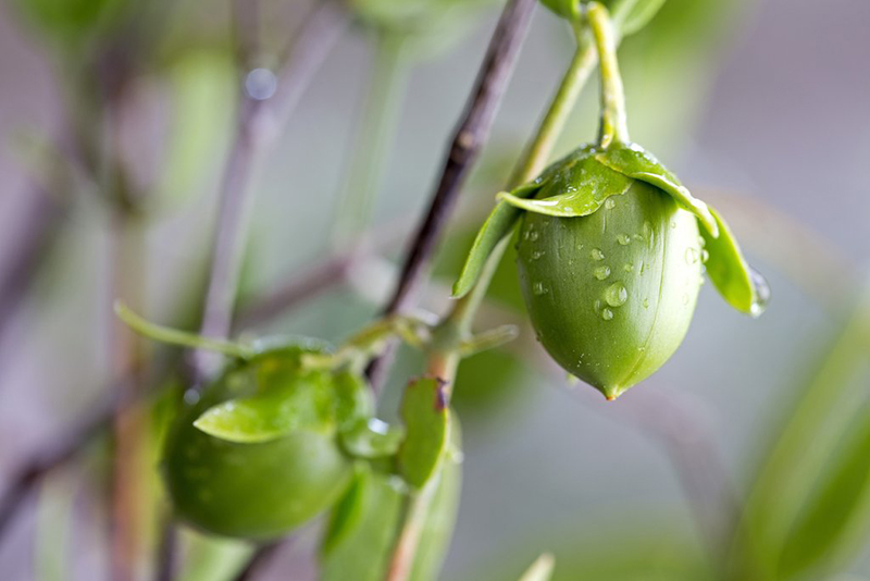 Vantage continues to secure global Jojoba position