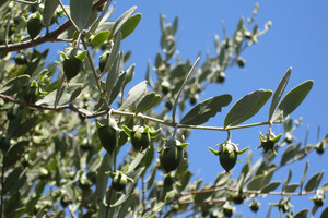 Vantage expands global jojoba capabilities 
