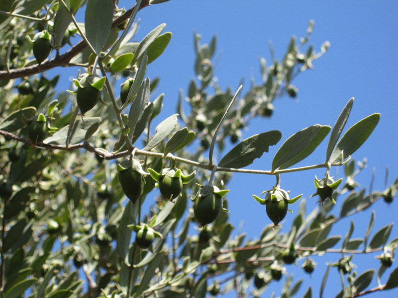 Vantage expands global jojoba capabilities 