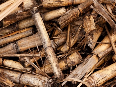 Veritiv launches paperboard from 100% sugar bagasse