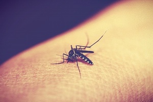 Victoria's Secret perfume acts as an effective insect repellent