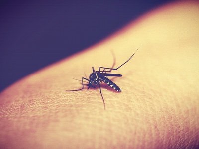 Victoria's Secret perfume acts as an effective insect repellent
