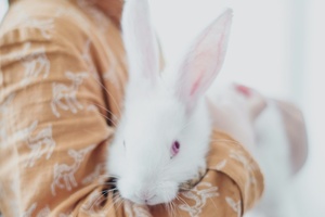 Virginia passes bill to end animal testing for cosmetics