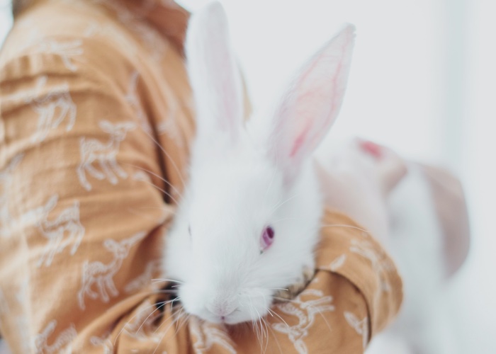 Virginia passes bill to end animal testing for cosmetics