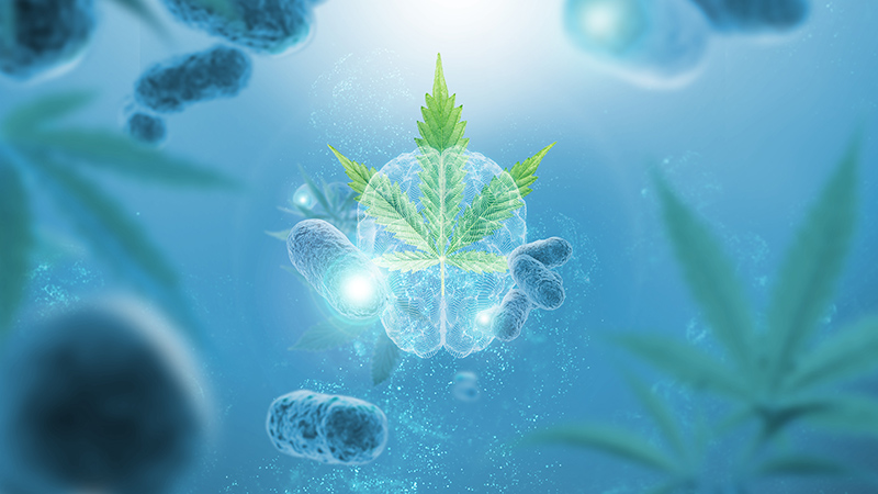 Vytrus Biotech launches Kannabia Sense, a new cannabis active 
