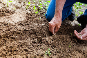 Weleda calls on EU Commission to toughen soil health policy