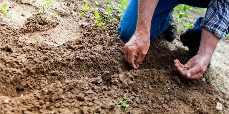 Weleda calls on EU Commission to toughen soil health policy