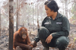 Weleda pledges orangutan protection with new sustainable partnership