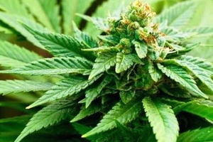 What can hemp do for beauty?