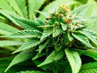 What can hemp do for beauty?