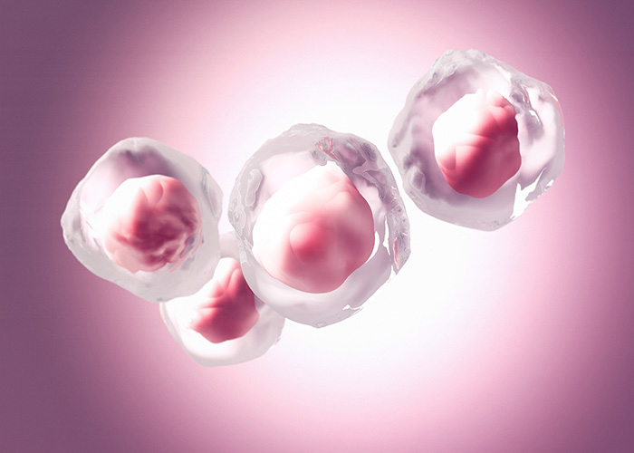 What is a stem cell?
