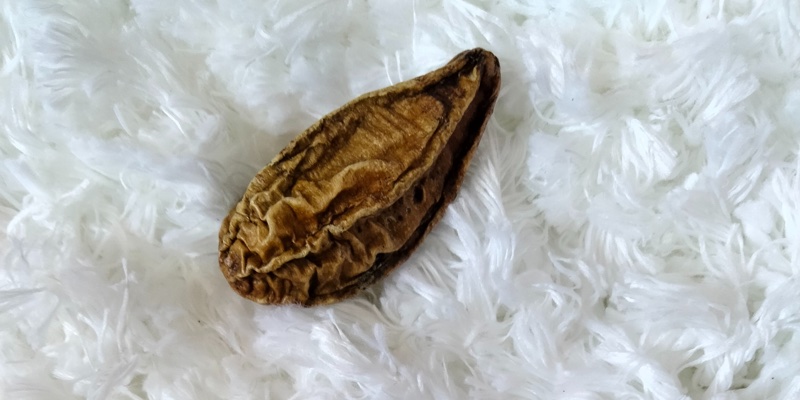 What is chebula? Meet skin care's new wonder ingredient