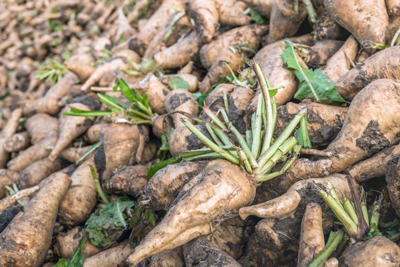 What is chicory root and how does it benefit skin?
