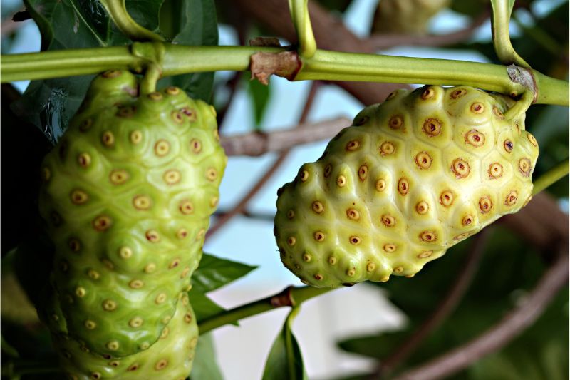 Meet noni – an unlikely skin care hero
