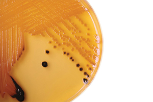 What makes a microbial library relevant for identification?
