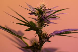 What shoppers want from CBD beauty 
