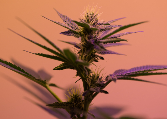 What shoppers want from CBD beauty 
