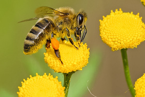 Are beauty brands contributing to a ‘beewashing’ epidemic?