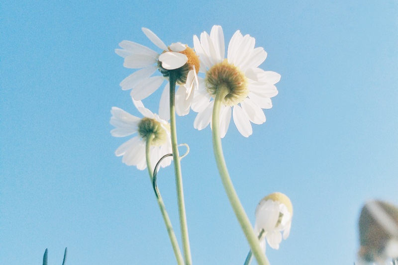 Why bisabolol should be on your skin barrier repair radar