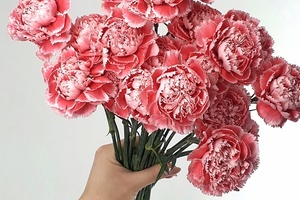 Why do we need collagen III and how can the humble carnation help?