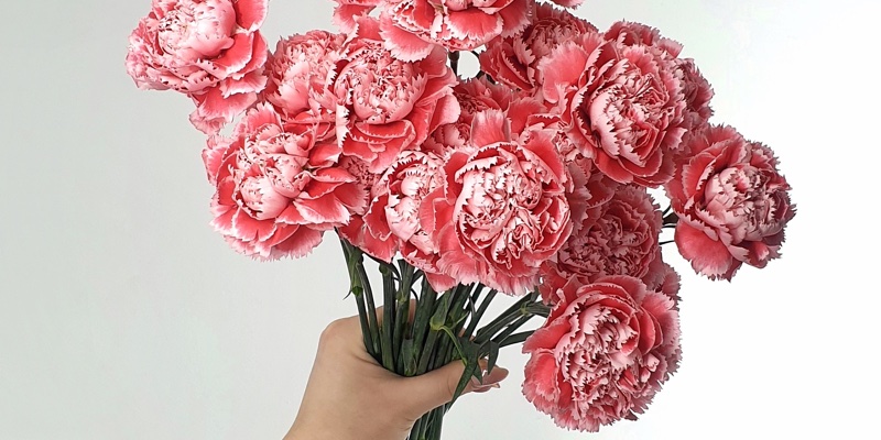 Why do we need collagen III and how can the humble carnation help?