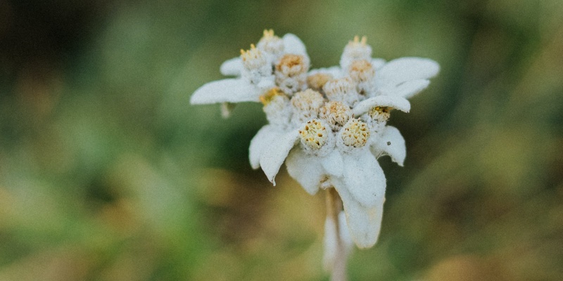 Why edelweiss is the pro-ageing ingredient you need to know