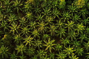 The beauty industry needs to have an honest conversation on its palm oil use