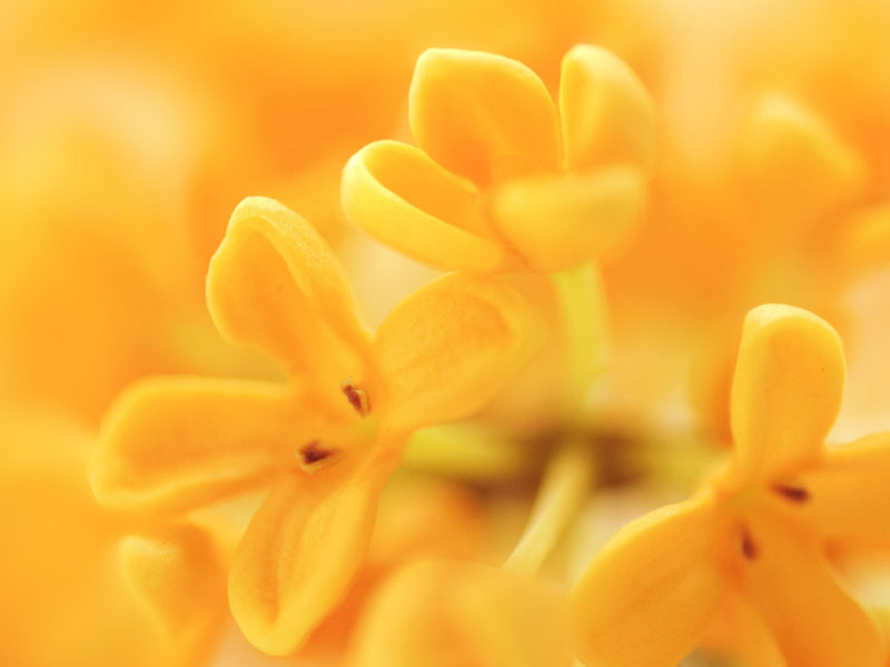 Why Osmanthus is the best ally to protect skin from climate change
