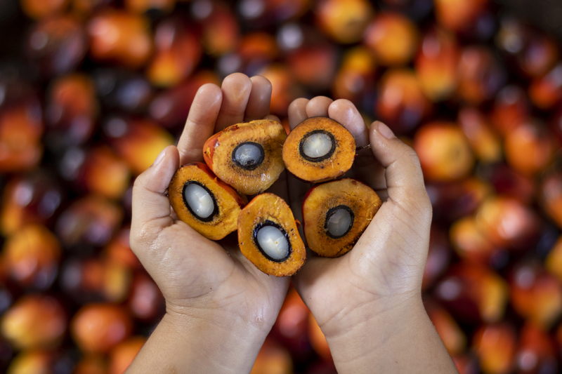 Why the beauty industry must rethink ingredient supply chains