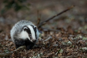 Wilkinson Sword bans badger hair brushes from male grooming line 
