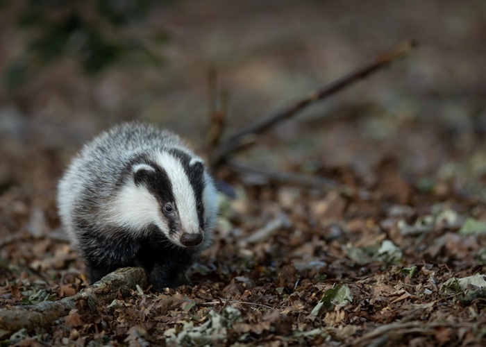 Wilkinson Sword bans badger hair brushes from male grooming line 
