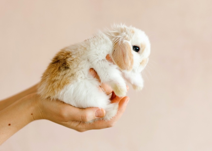 Will the UK follow the EU in enforcing animal tests on some cosmetic ingredients?
