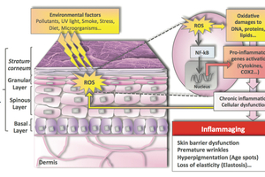 Xymelys 45 reduces inflammaging: A new way to prevent skin ageing