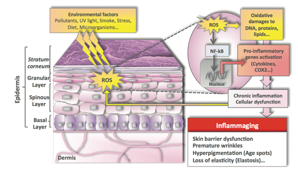 Xymelys 45 reduces inflammaging: A new way to prevent skin ageing