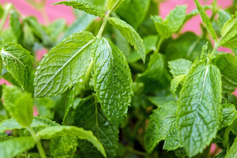 Young Living Essential Oils advances Seed to Seal programme
