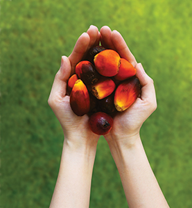 Your Options for Sustainably-Sourced Palm Derivatives